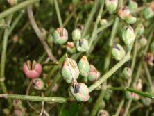 Estróbilos femeninos de tramontana (<i>Ephedra tweedinana</i>).<br>Foto: Gastón.