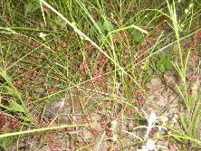 Estróbilos femeninos de tramontana (<i>Ephedra tweedinana</i>) en un arenal.<br>Foto: Gastón.