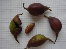 Frutos y semilla de mataojo (<i>Pouteria salicifolia</i>).<br>Foto: Gastón Rodríguez Tourón