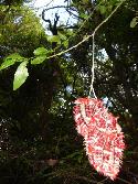 Orugas de mariposa bandera argentina en un coronillo (<i>Scutia buxifolia</i>).<br>Foto: Gastón.