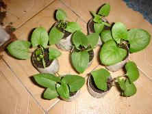 Plantines de zarzaparrilla blanca (<i>Muehlembeckia sagittifolia</i>).<br>Foto: Gastón Rodríguez Tourón